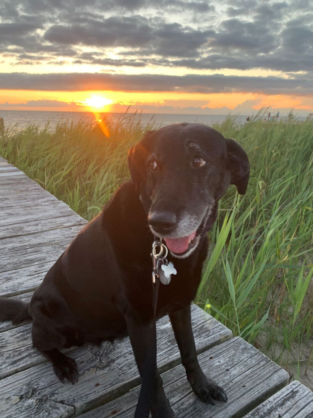 A dog & her favorite place!